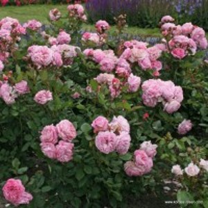 LOVELY PARFUMA (floribunda)